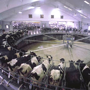 Slipring Assemblies are also used at Milking Carousels